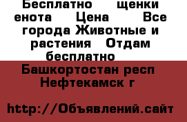 Бесплатно !!! щенки енота!! › Цена ­ 1 - Все города Животные и растения » Отдам бесплатно   . Башкортостан респ.,Нефтекамск г.